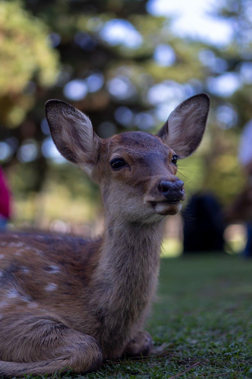 Young deer with tall ears sitting on grass against a blurred green backdrop