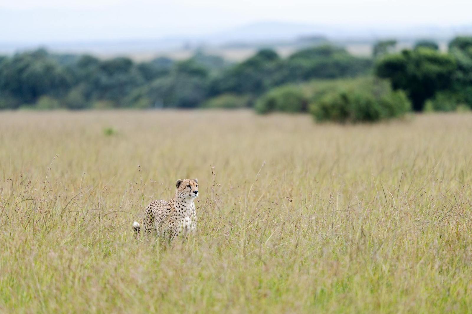 A solitary cheetah prowls the expansive grasslands of the Kenyan savanna