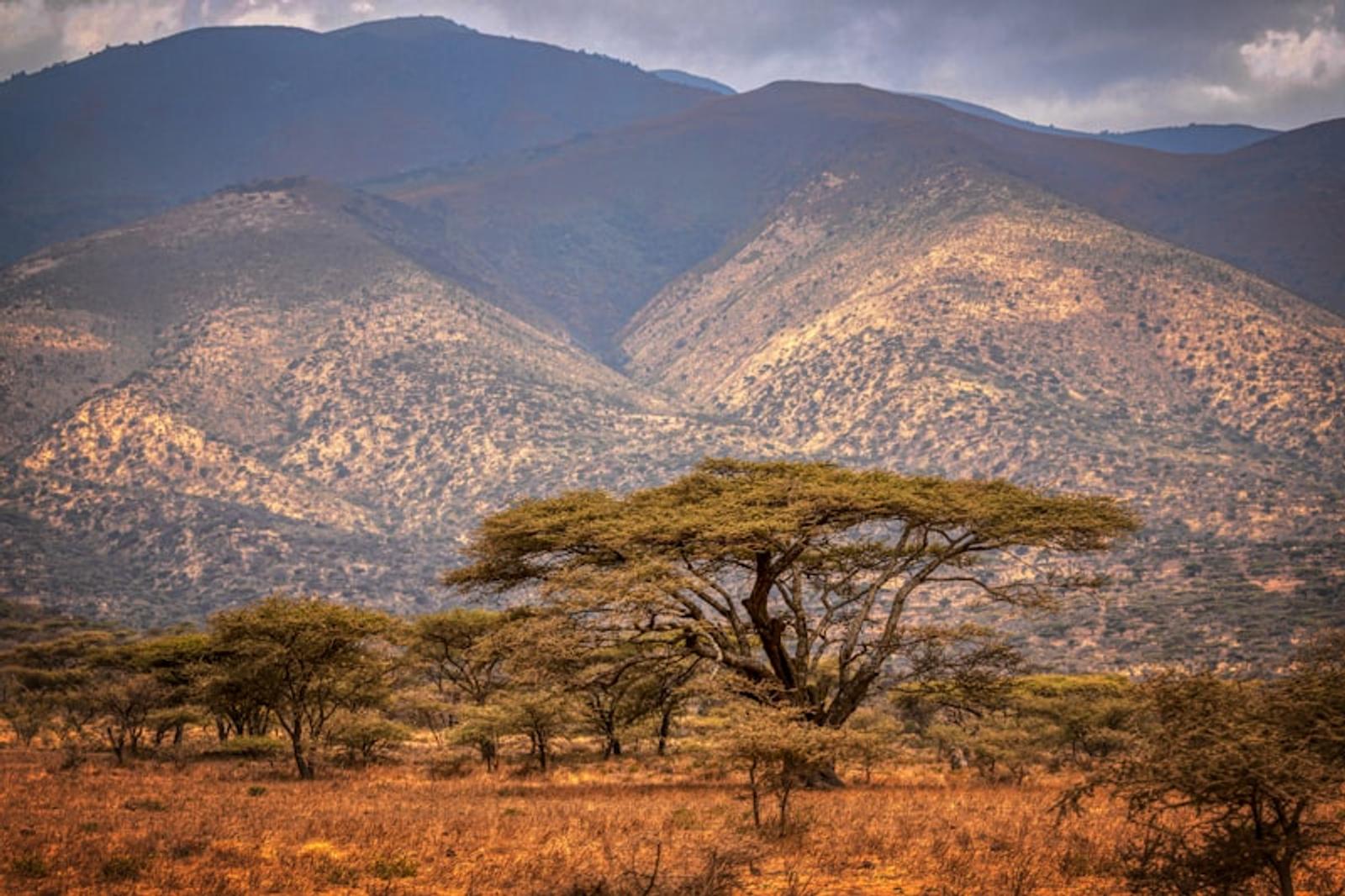 Serengeti lion sunrise