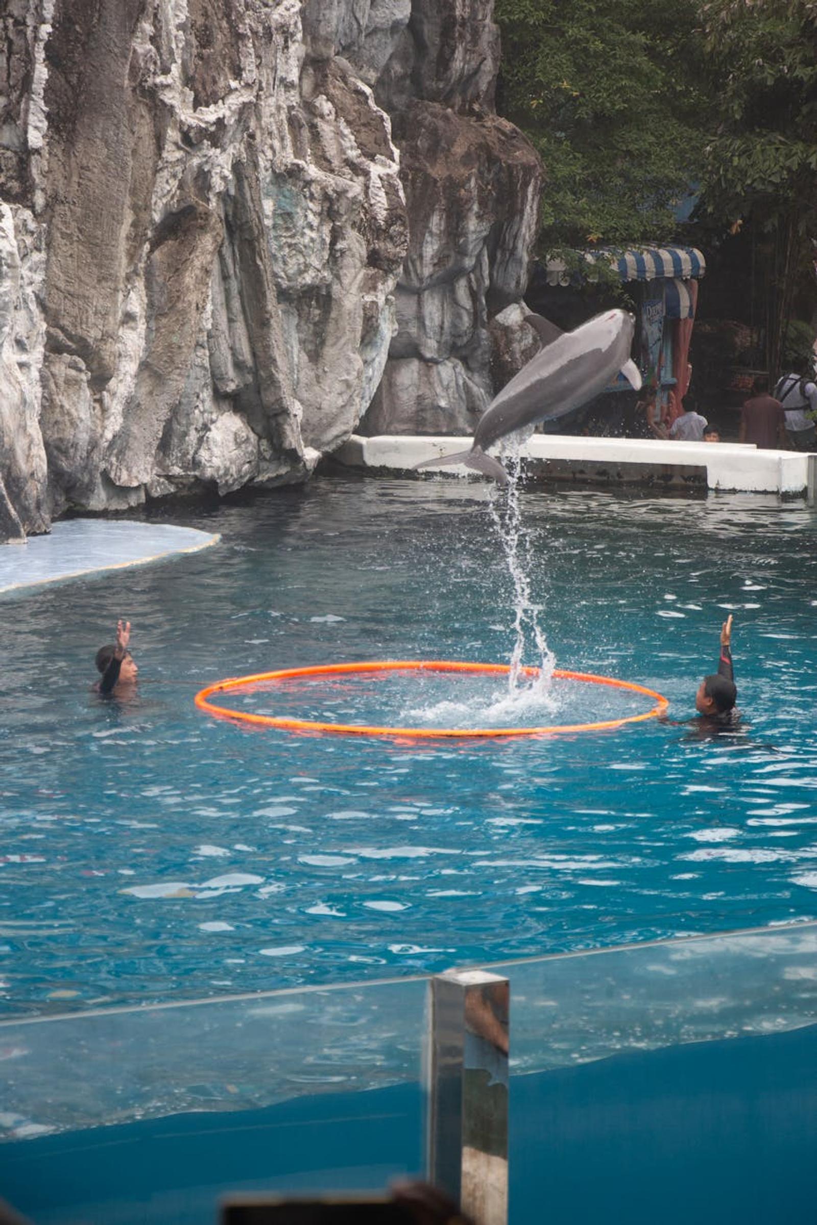 A dolphin leaps through a hoop in an outdoor pool show