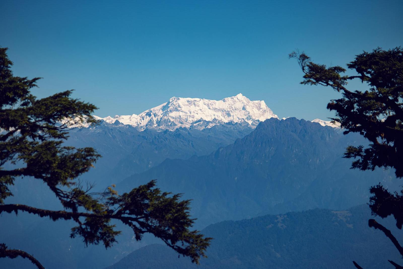A snow-covered mountain range framed between silhouetted pine branches