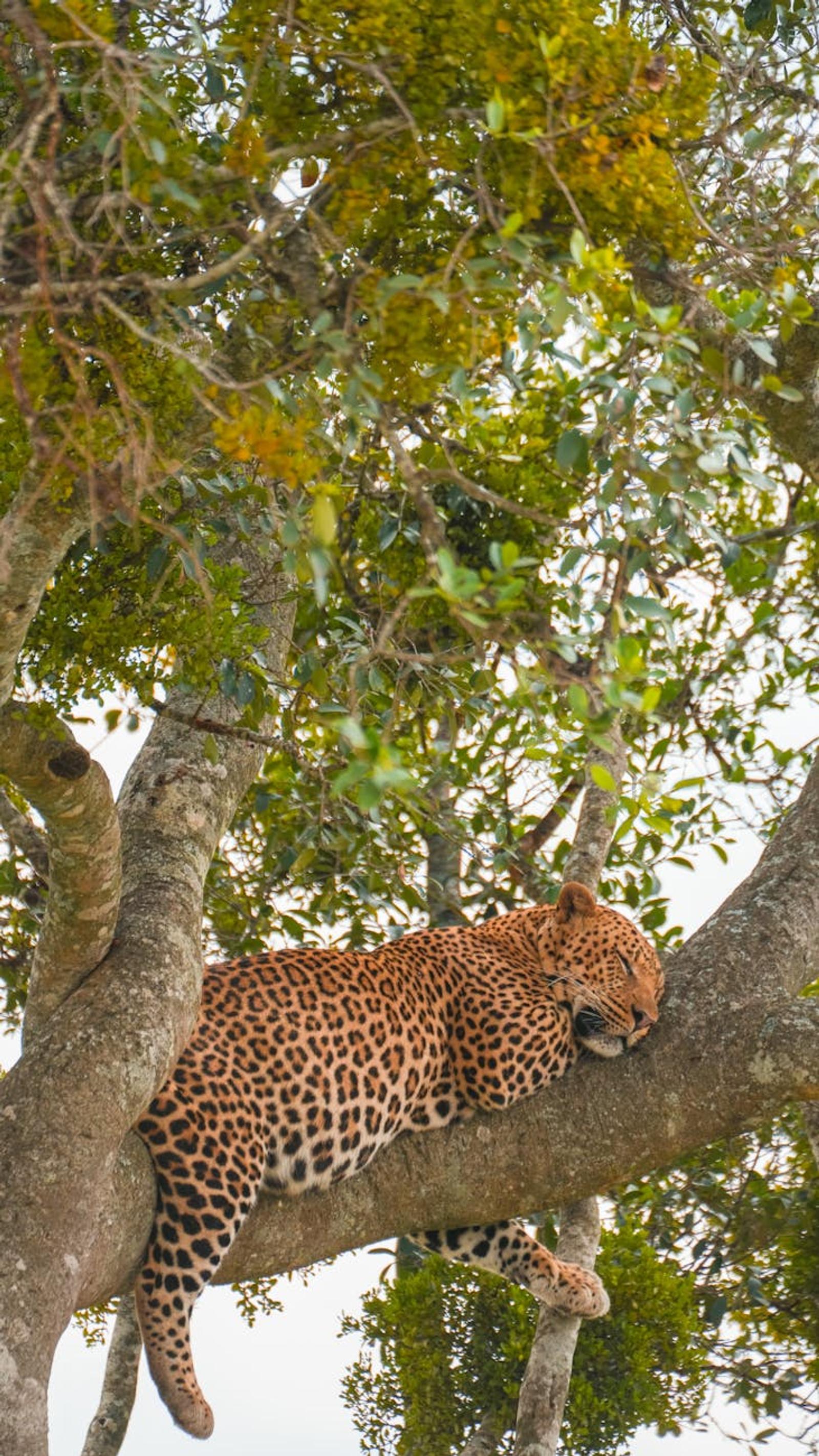 Leopard sprawled asleep along a thick tree branch in dense foliage