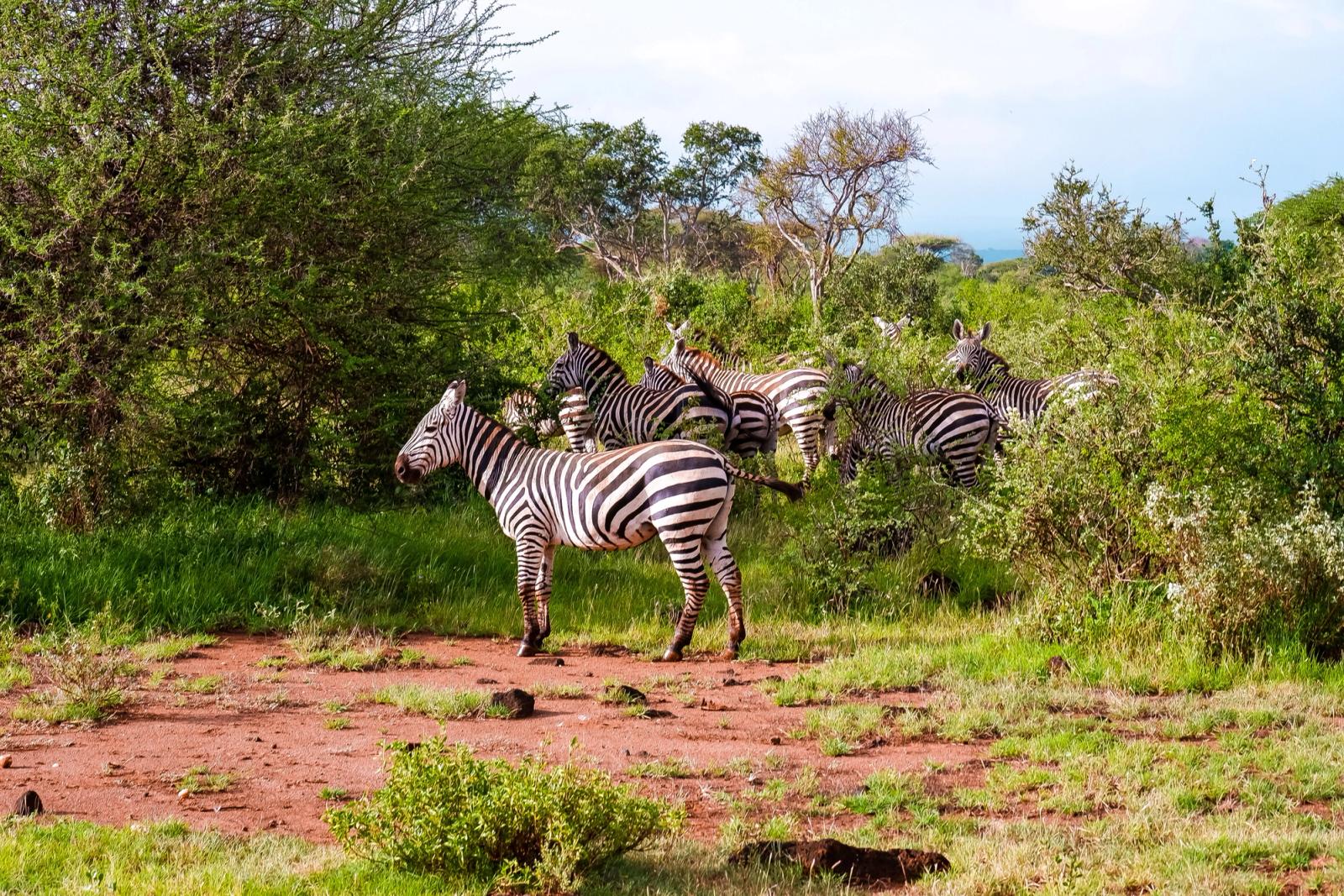 A group of zebras roam the lush bushland in Makueni County, Kenya, showcasing wildlife in its natural habitat