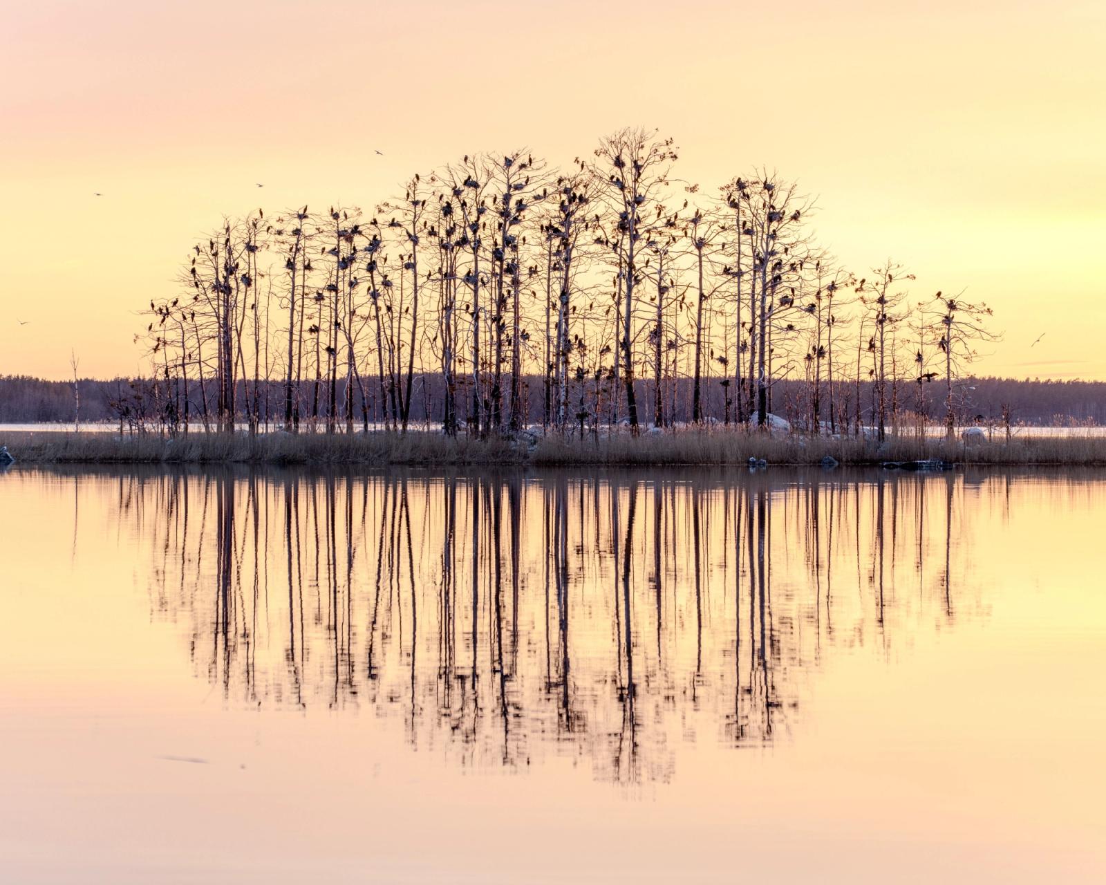 Tranquil scene of trees reflected in a lake at sunset in Askainen, Finland