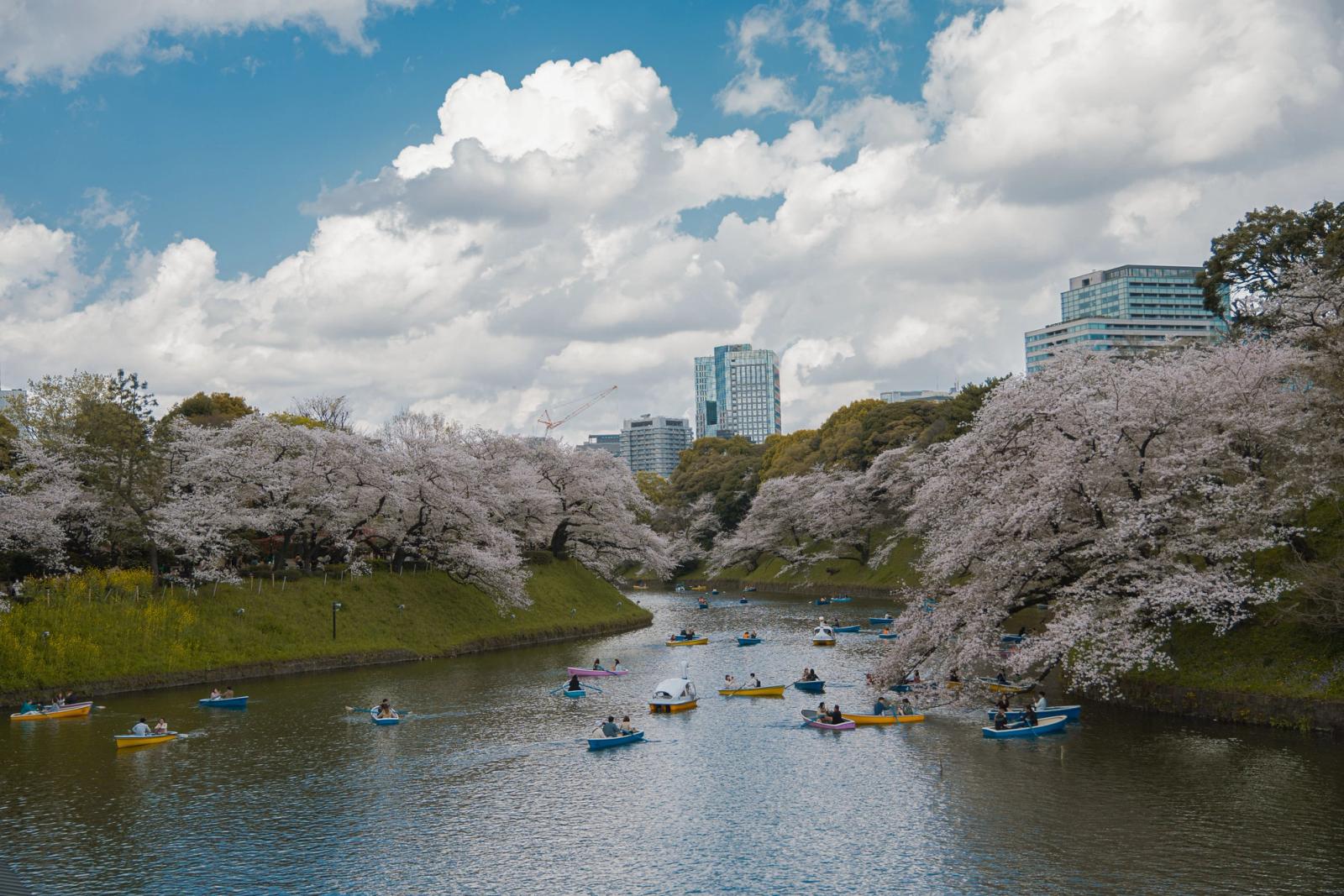 Boaters enjoy cherry blossom views at Chidorigafuchi, Tokyo river, under a bright spring sky