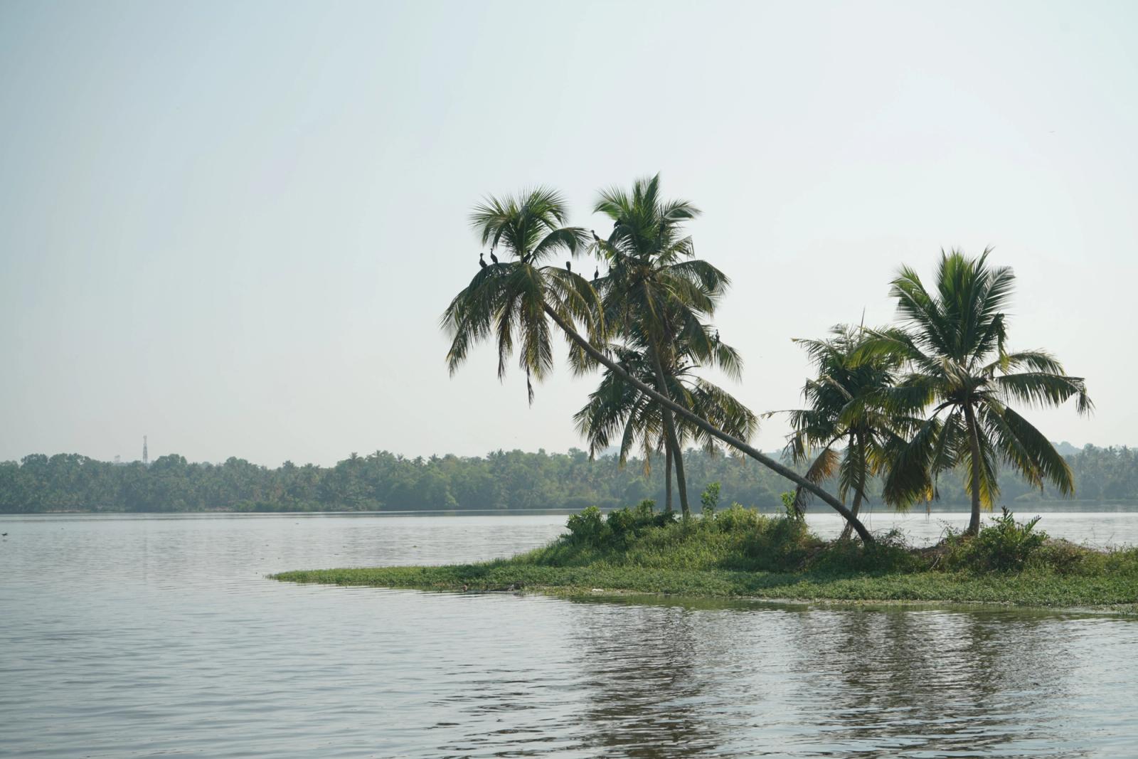 Tranquil island with swaying palm trees in Kerala's backwaters