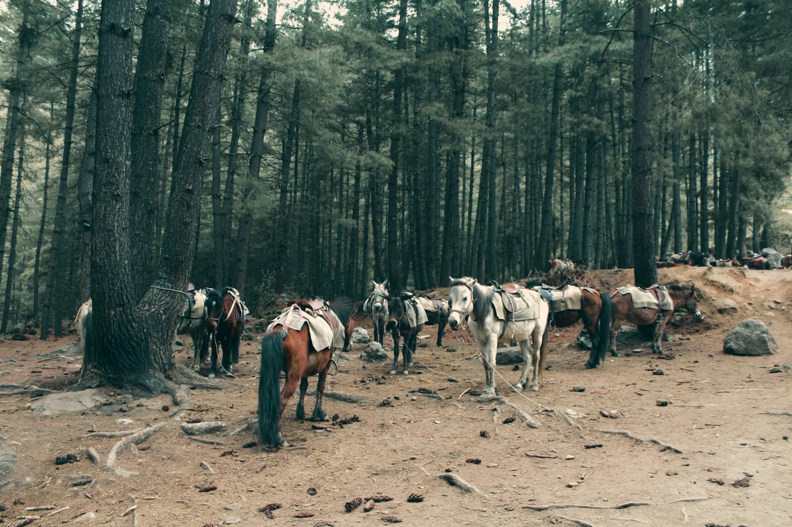 Pack horses stand ready amidst the tranquil forest of Paro, Bhutan