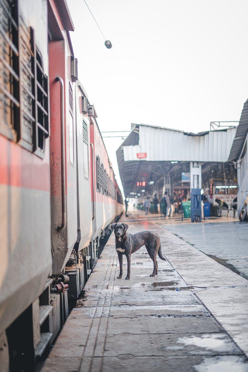 Stray dog standing alone on a railway platform beside a train