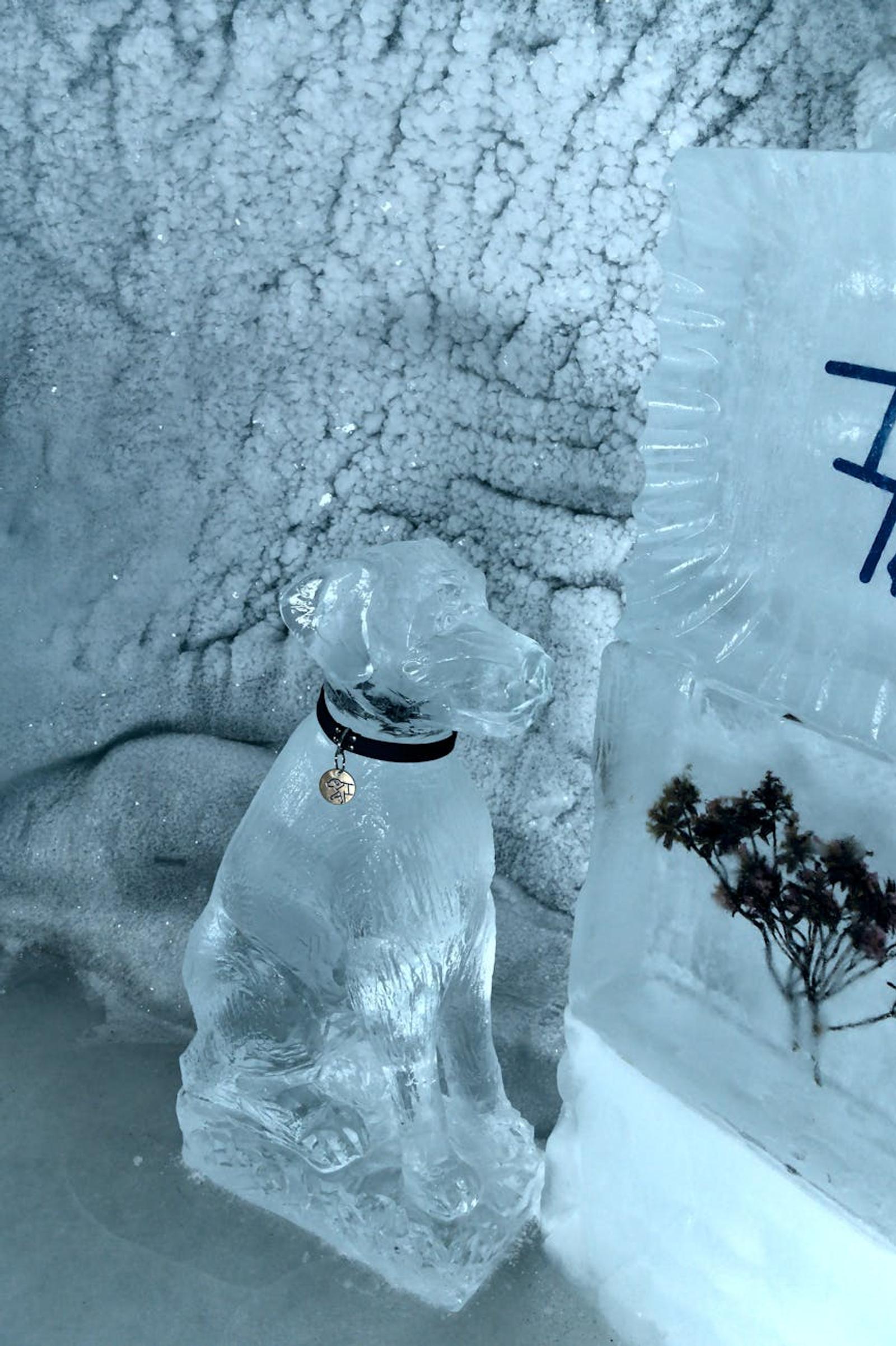 Carved ice sculpture of a seated dog beside a frozen display case