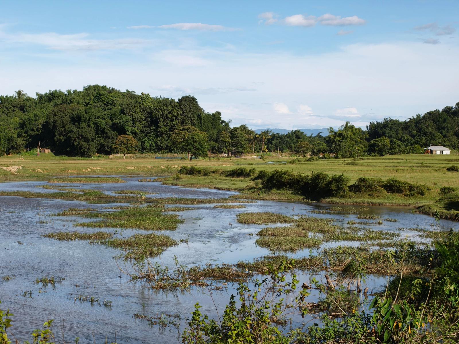 A serene view of natural wetlands and lush greenery in Silchar, Assam, India
