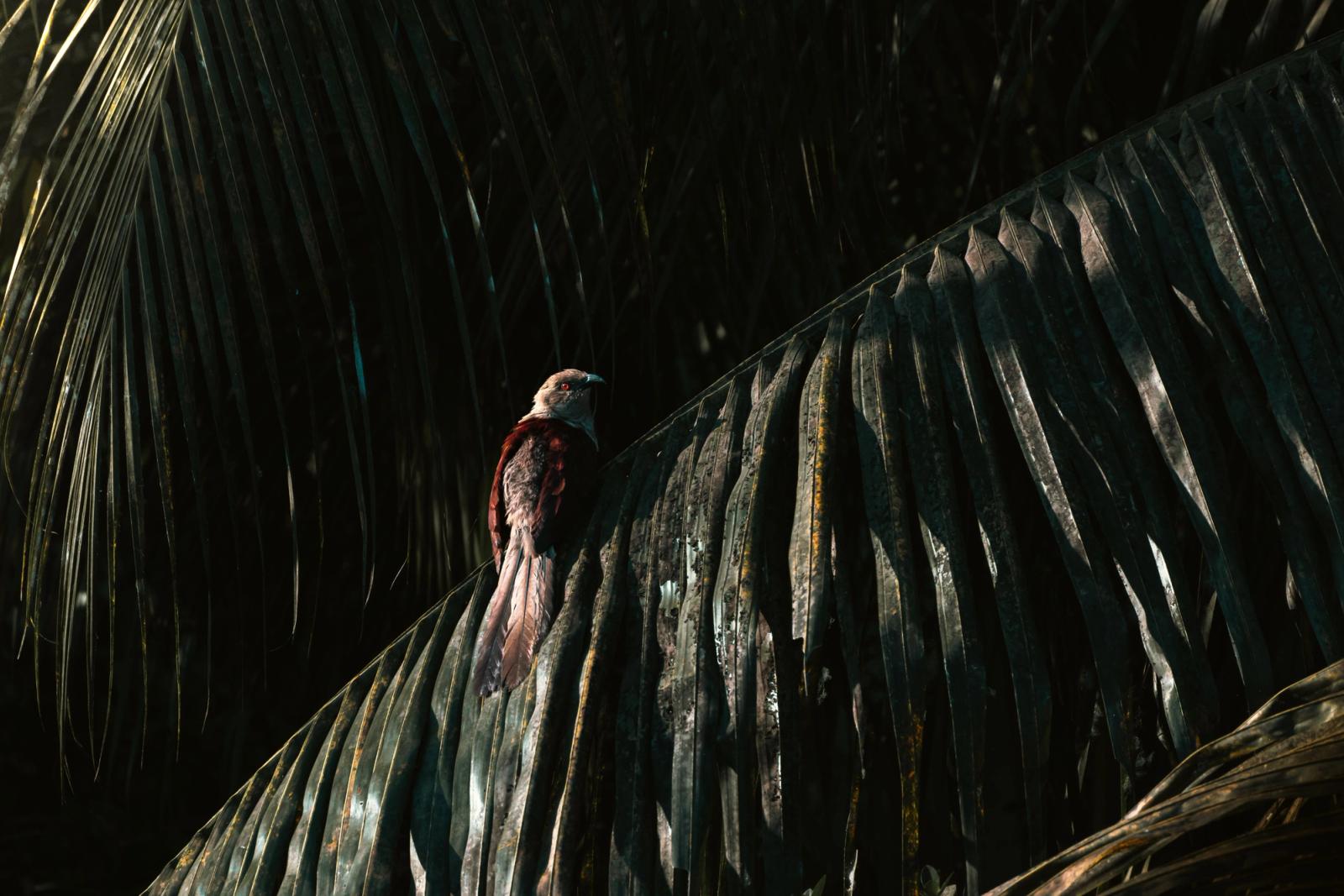 A bird calmly perches on a palm leaf in a serene, tropical setting in Port Blair, India