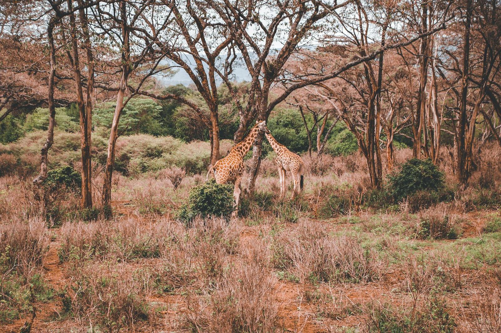 Two giraffes feeding from a canopy of bare acacia trees