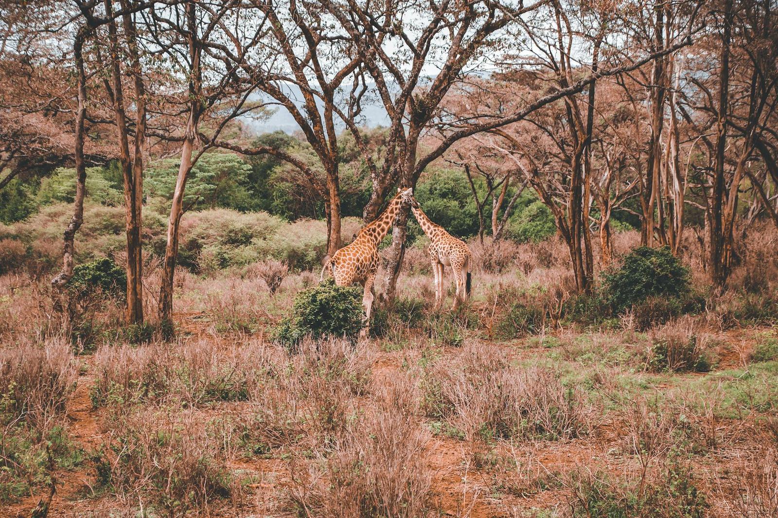 Two giraffes feeding from a canopy of bare acacia trees