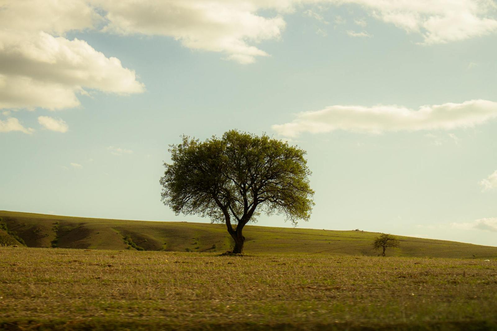 A solitary tree standing in a golden field under a partly cloudy sky