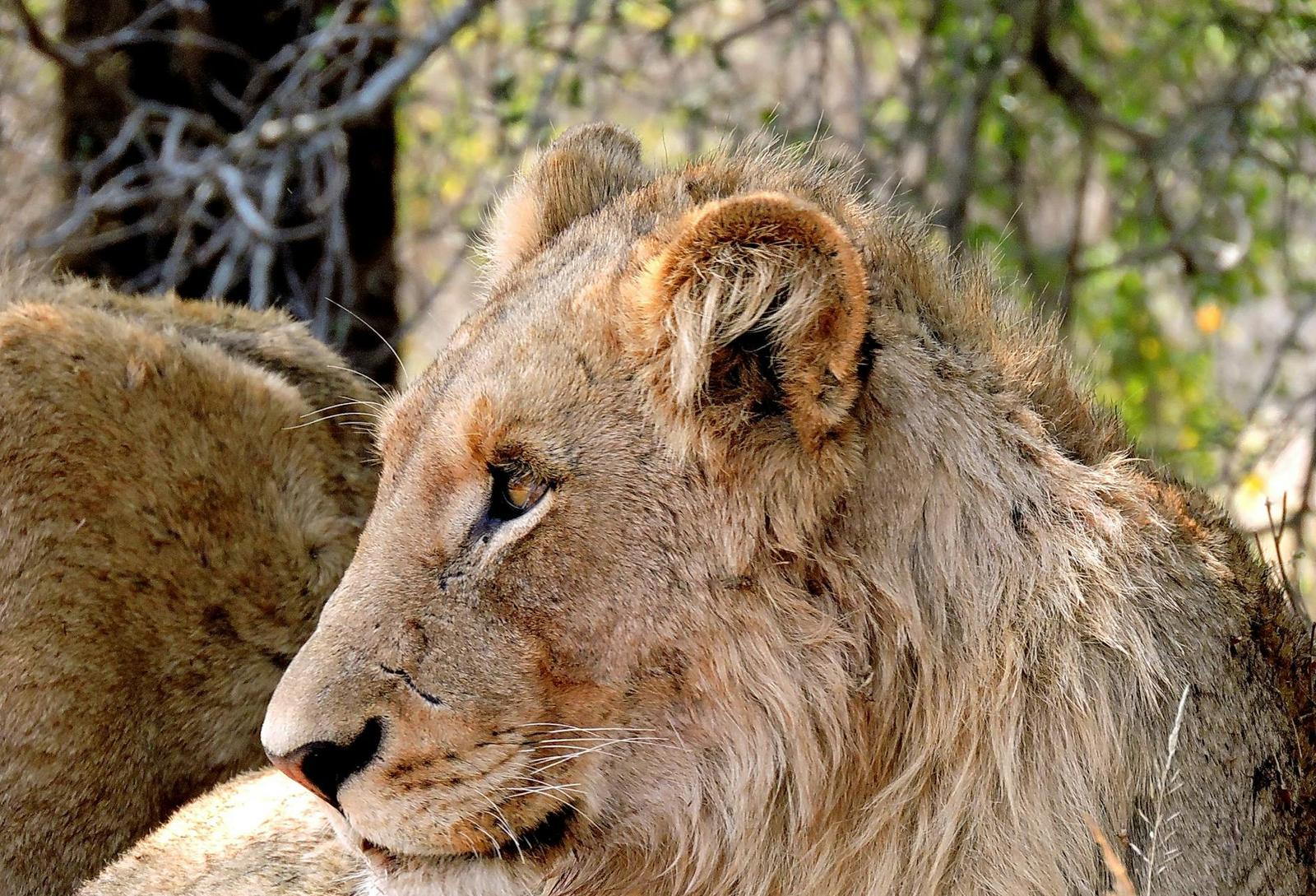 Close-up of a lion's face resting amid dry brush