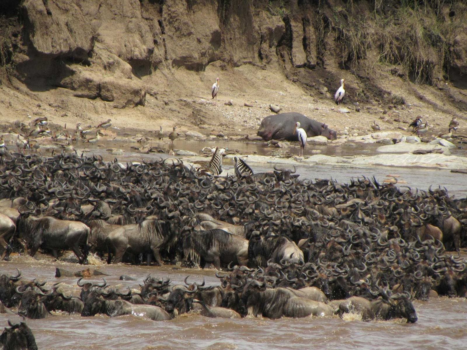 Wildebeest crossing the Mara River, Kenya