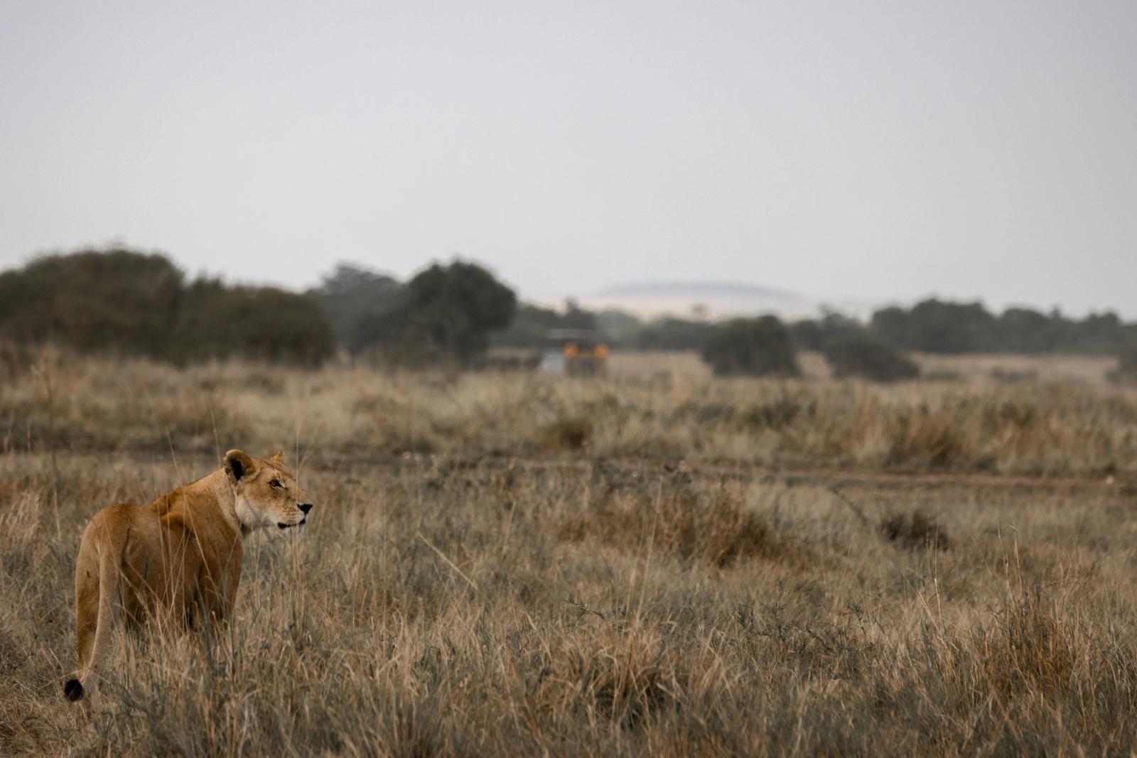 A lioness standing alert in tall grass with a safari vehicle in the distance
