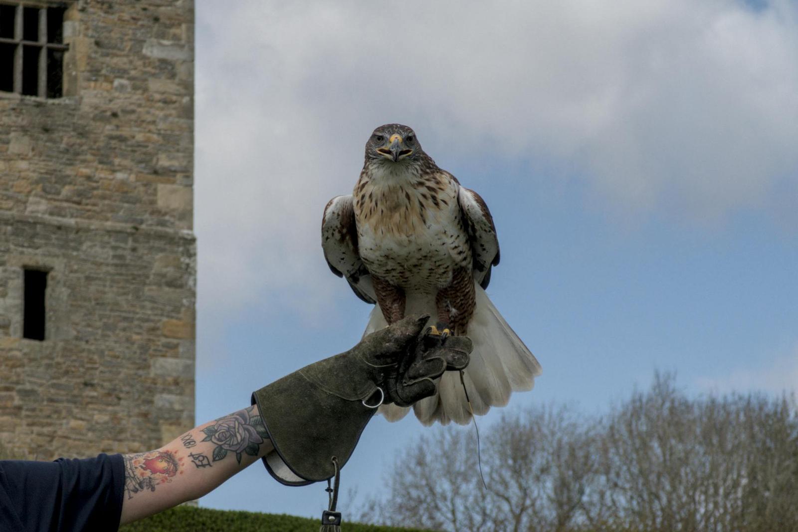 Ashford Castle Hawk Walk, Ireland
