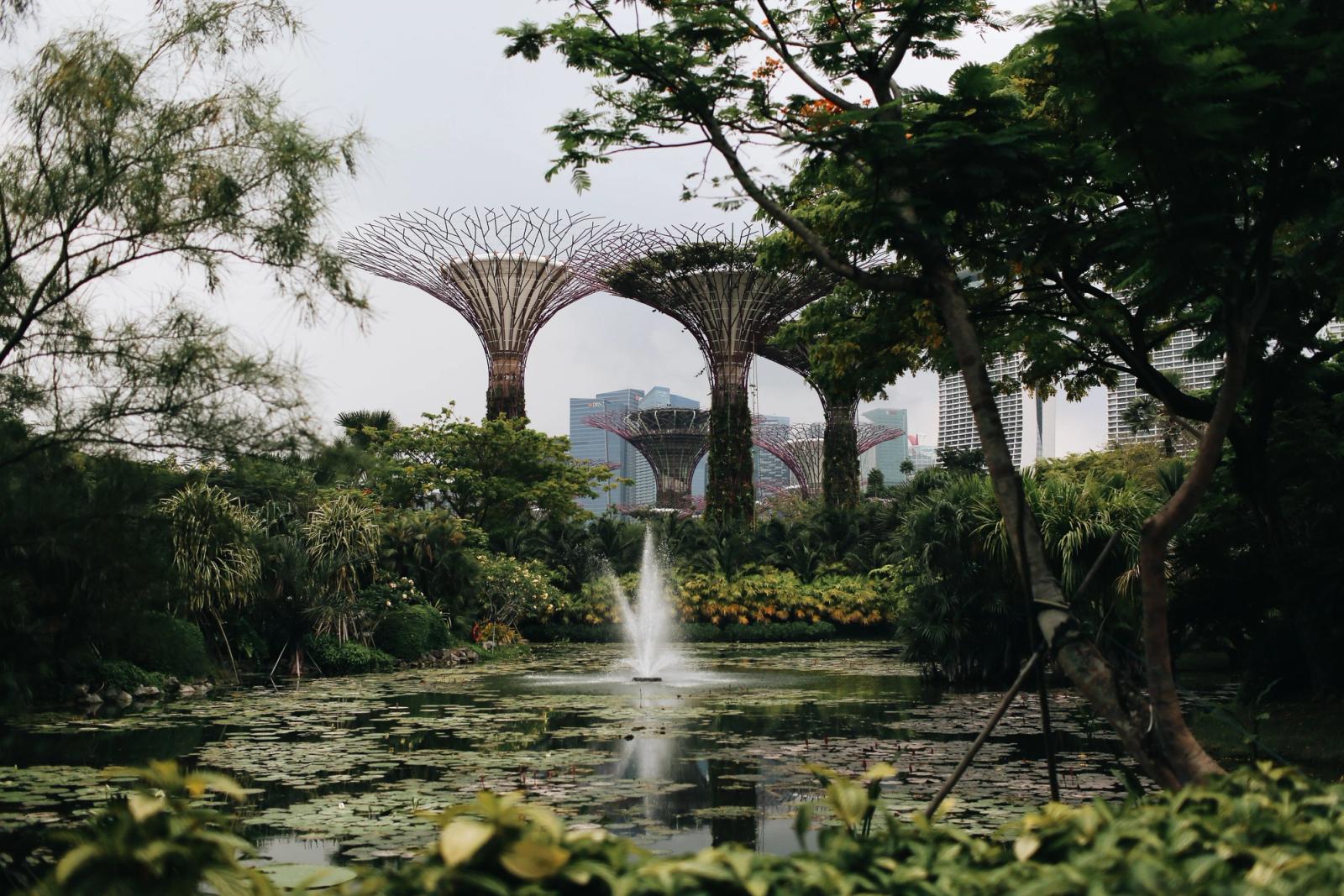 Stunning view of Supertree Grove with lush greenery and a tranquil pond in Singapore's Gardens by the Bay