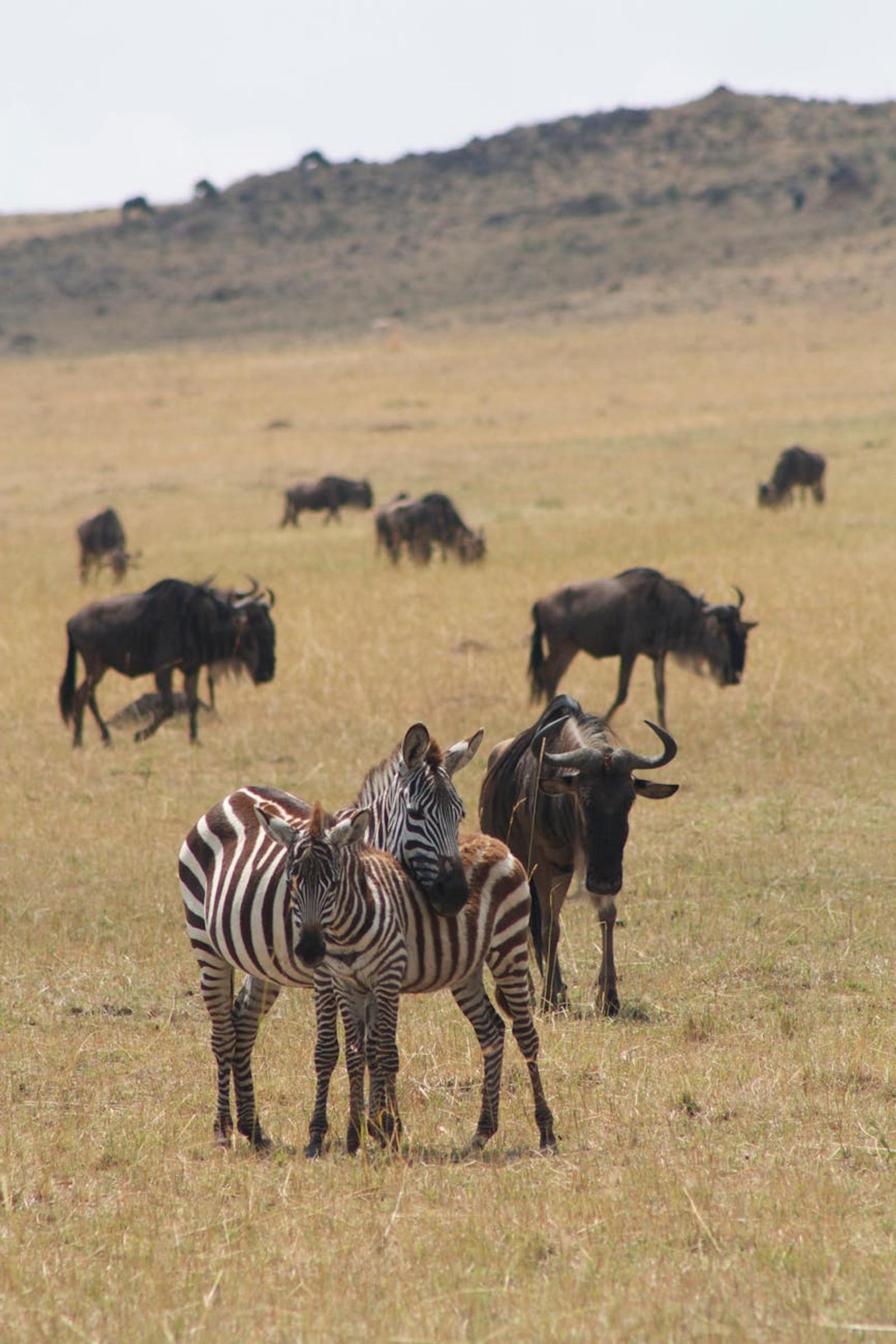 Zebras and wildebeests roam the African savanna in a natural wildlife scene