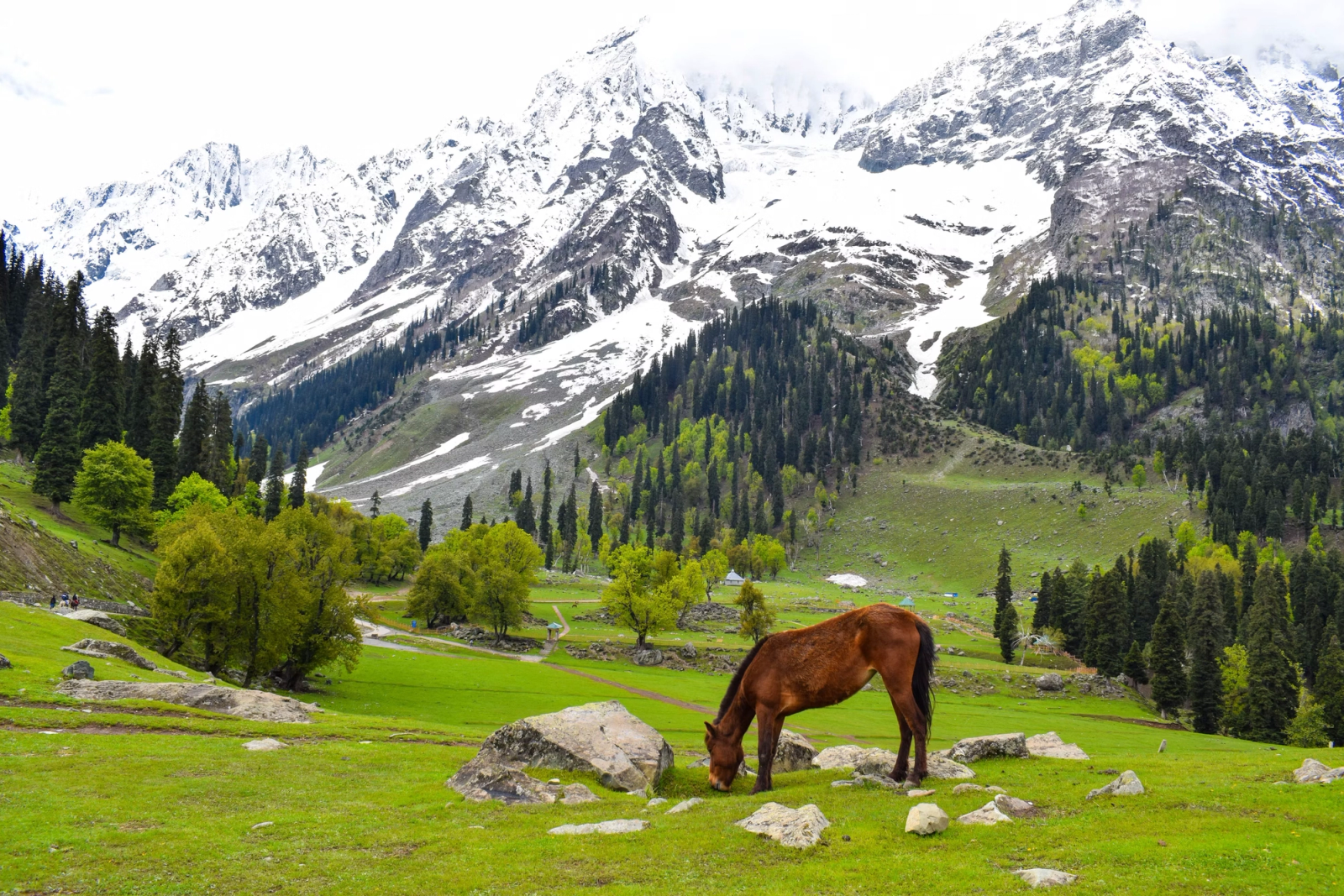 A horse grazing in a green meadow below snow capped mountains