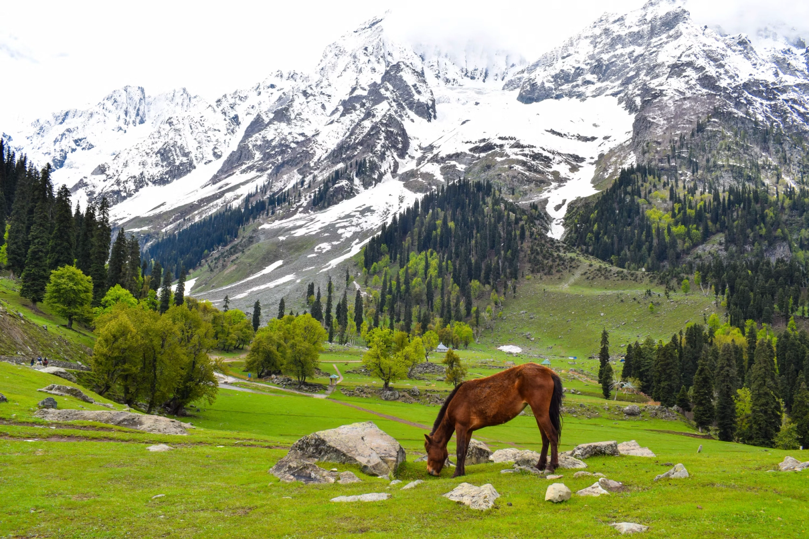 A horse grazing in a green meadow below snow capped mountains