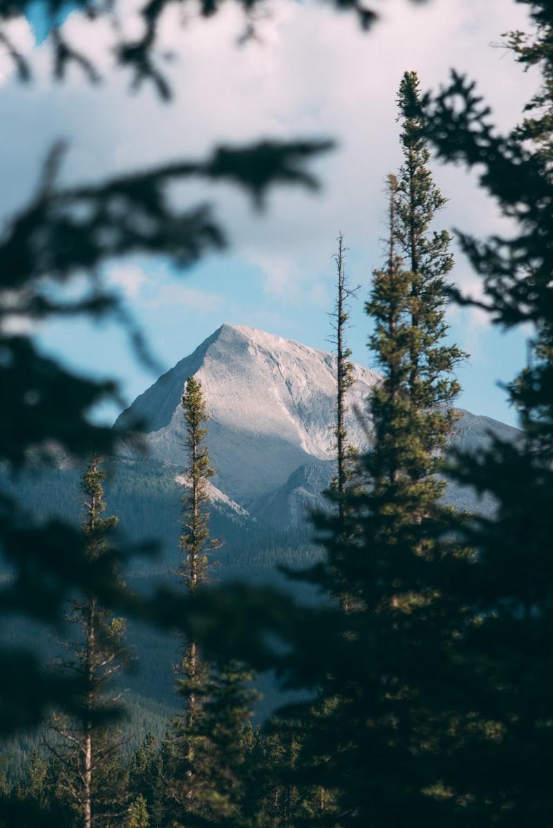 Jasper wildlife Canada