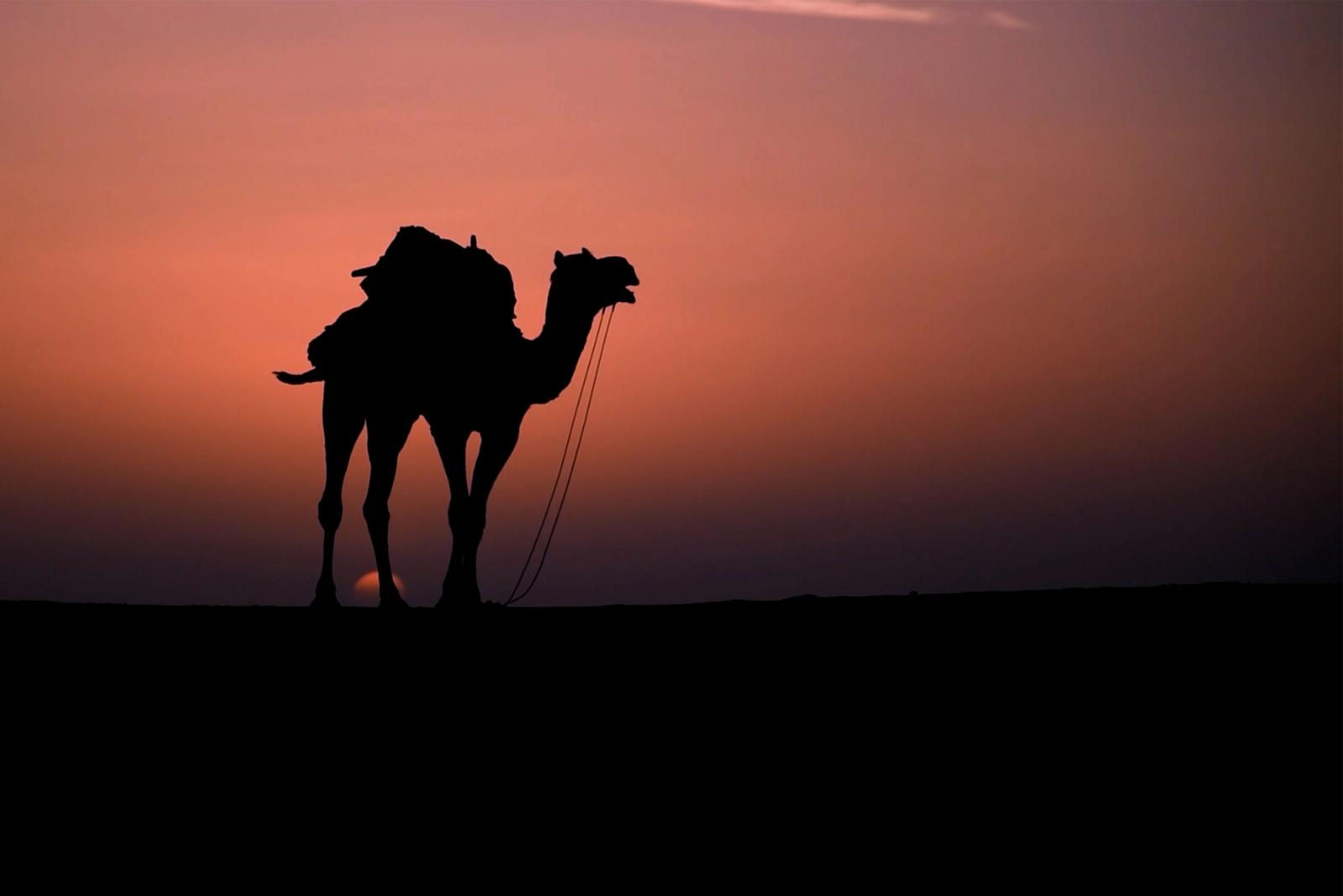 A stunning silhouette of a camel against a vibrant sunset in the Jaisalmer desert