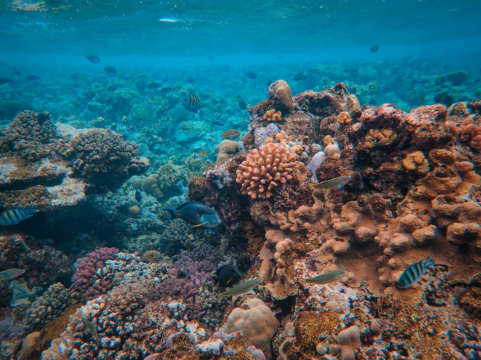 Moore Reef — Great Barrier Reef, Australia