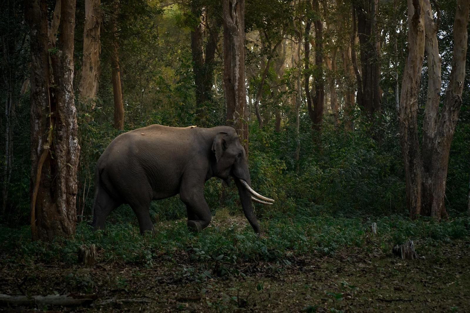 Thekkady on day 5, India