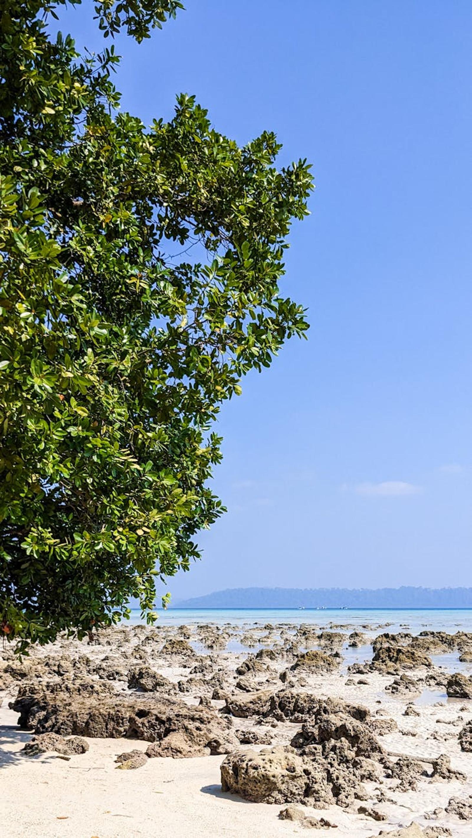 Mangrove tree branches framing a rocky tidal shoreline and turquoise sea