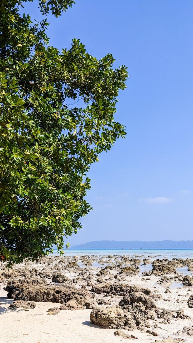 Mangrove tree branches framing a rocky tidal shoreline and turquoise sea