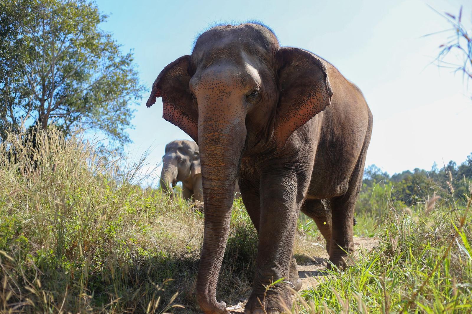 Chiang Mai Elephant Sanctuary, Thailand