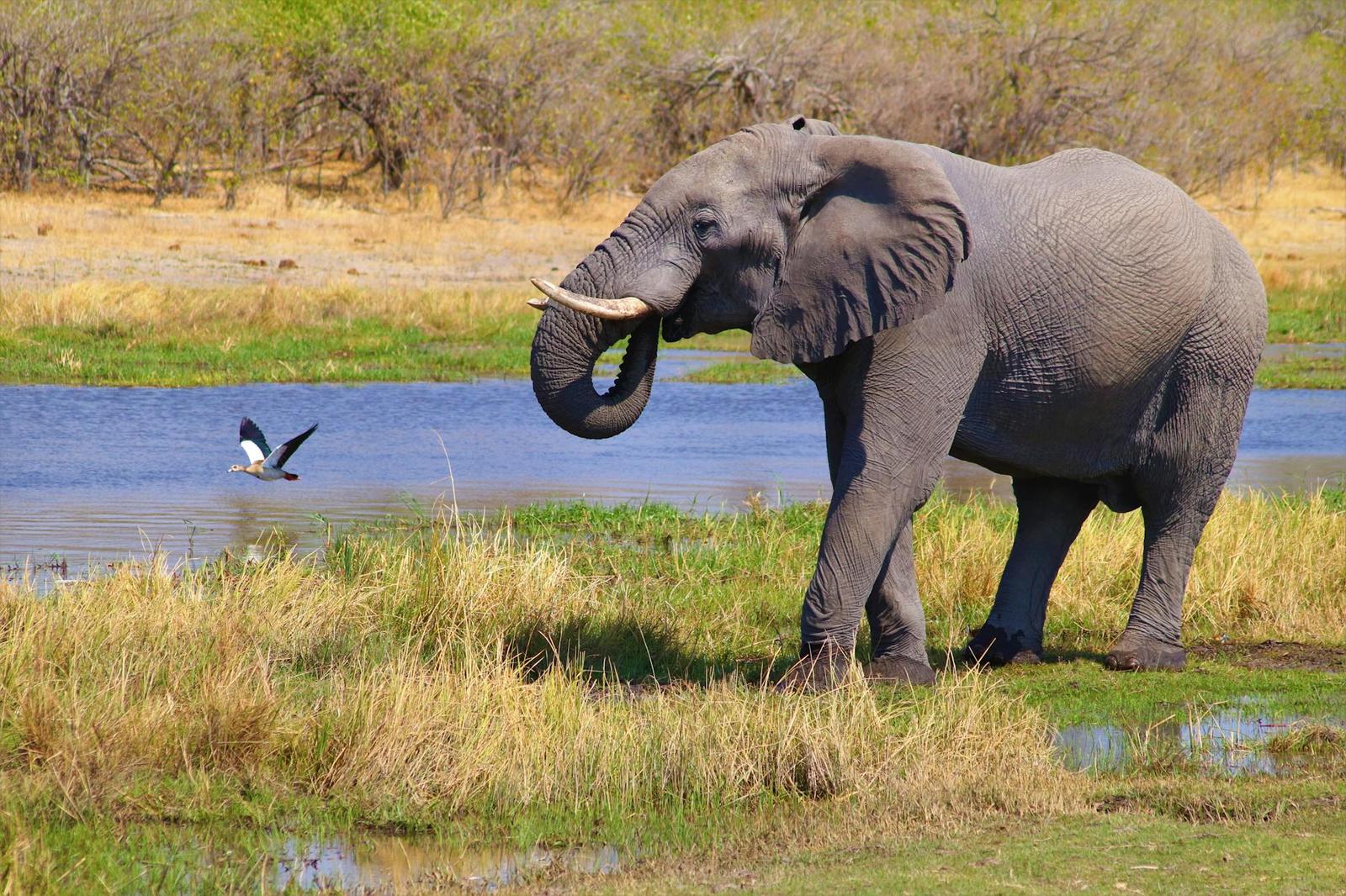 Chobe National Park Okavango — Botswana