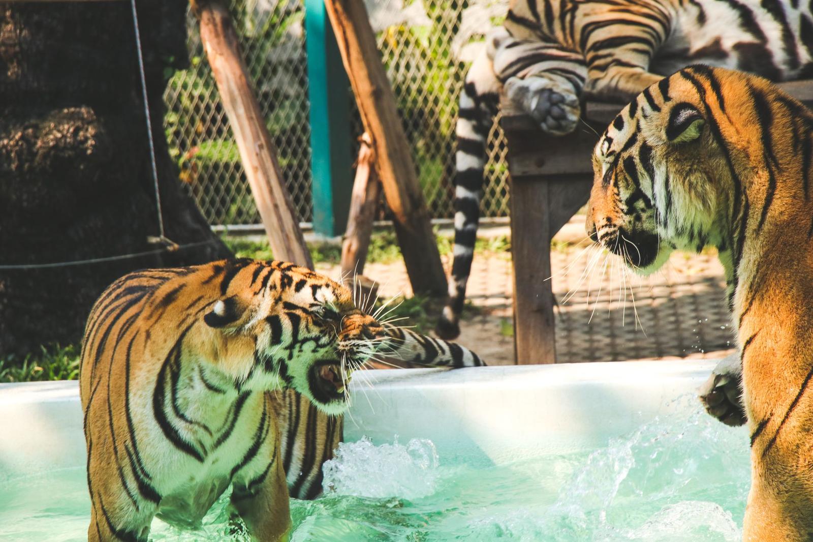 Tiger Kingdom & Phuket City, Thailand