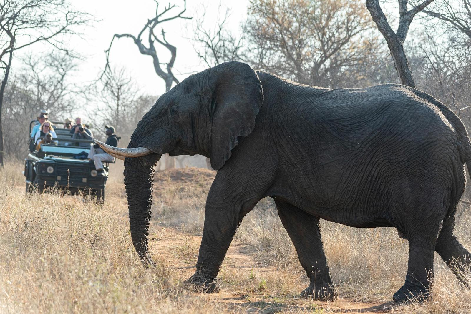 An elephant with long tusks passing close to a safari vehicle