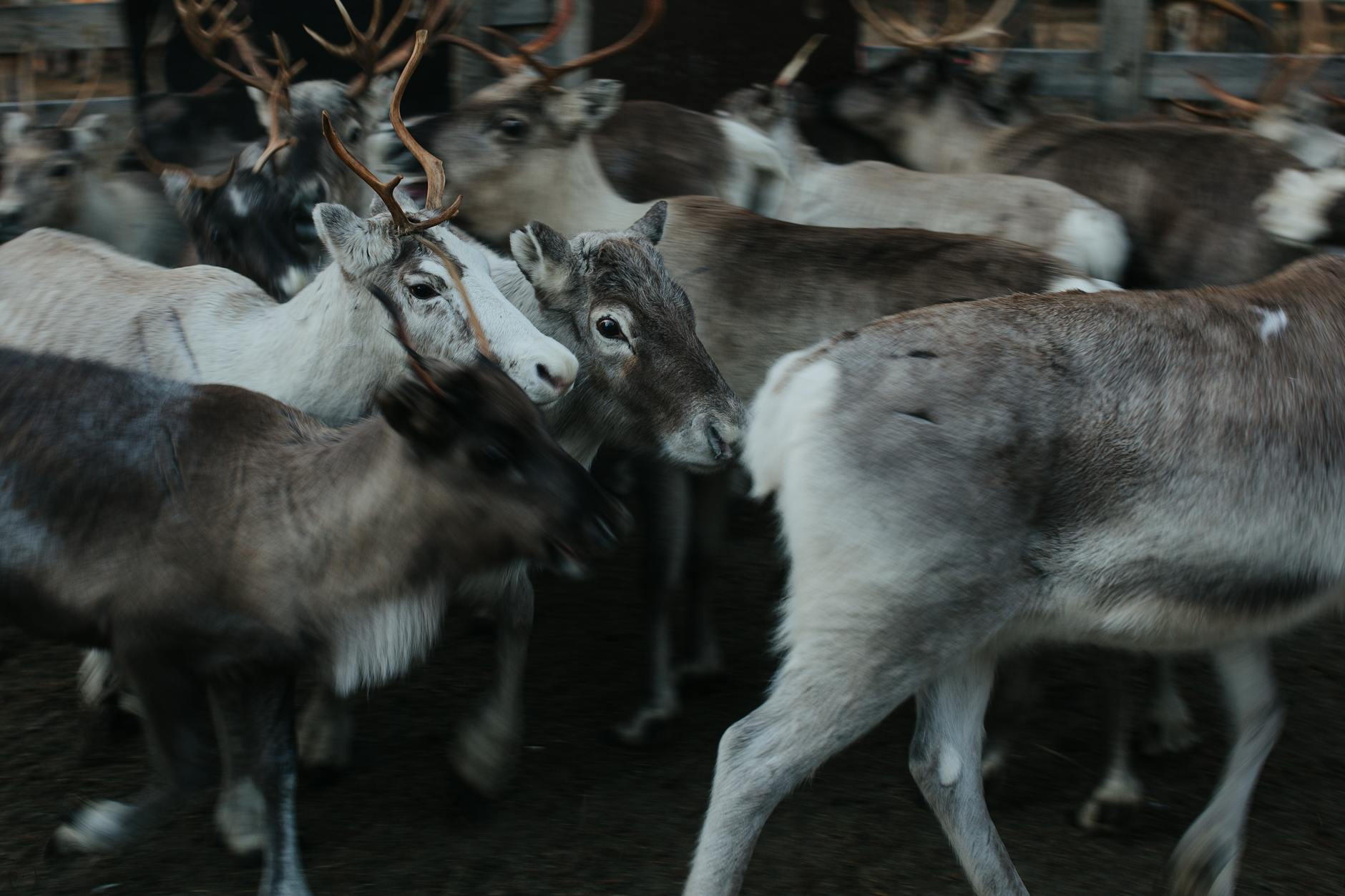 Reindeer — Rovaniemi, Denmark