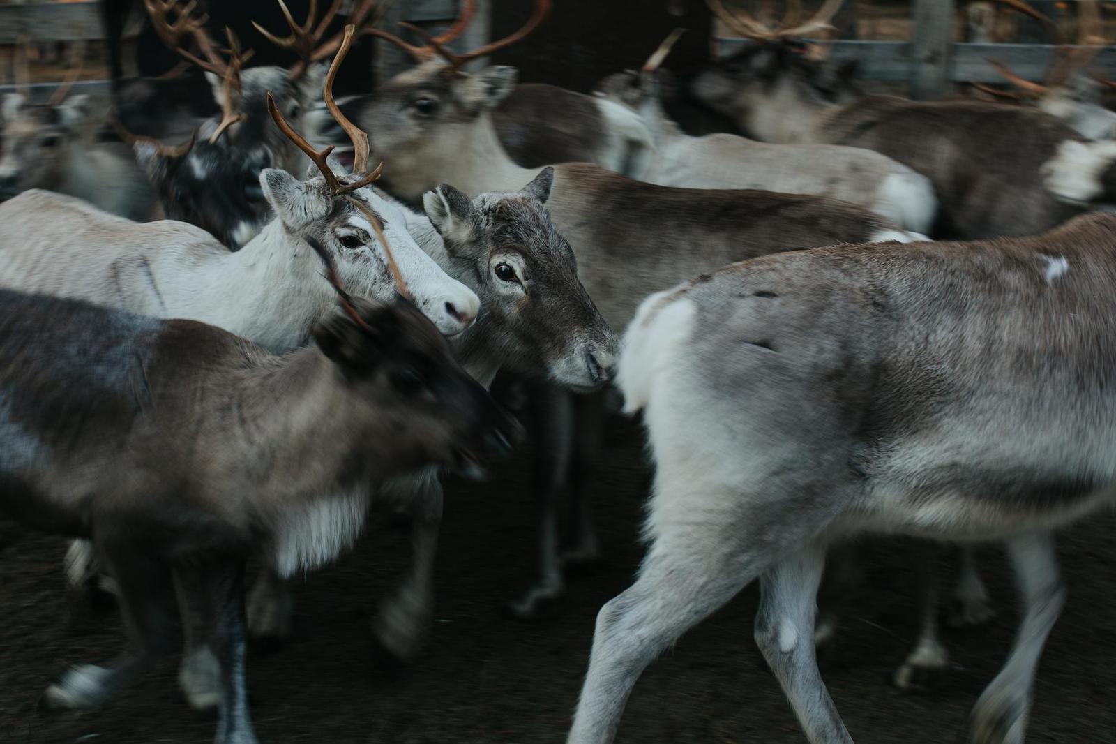 Reindeer — Rovaniemi, Denmark