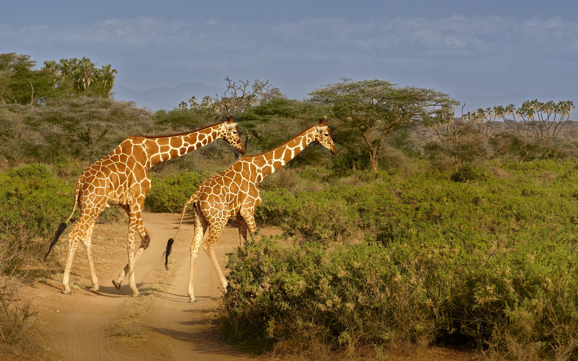 Game Drives Samburu National — Kenya