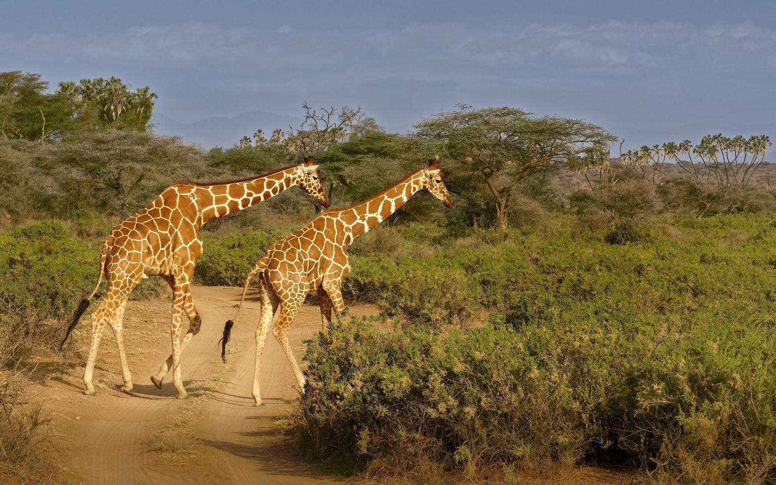 Game Drives Samburu National — Kenya