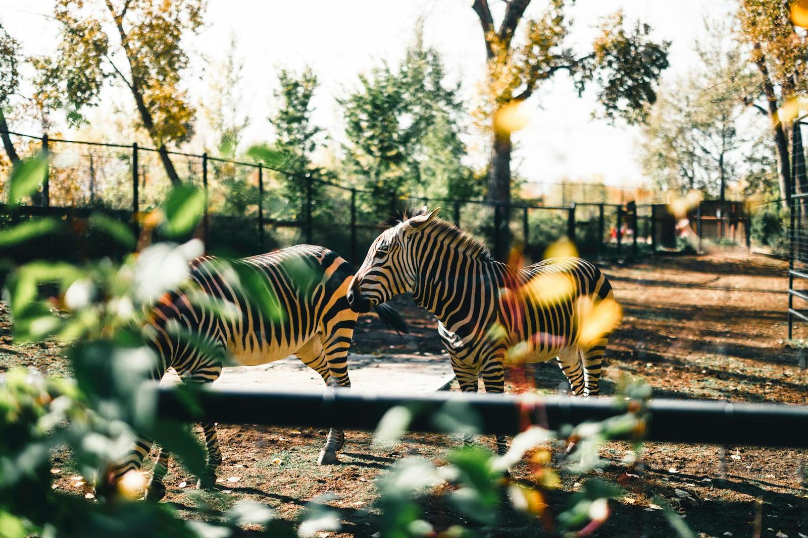Calgary Zoo — Canada
