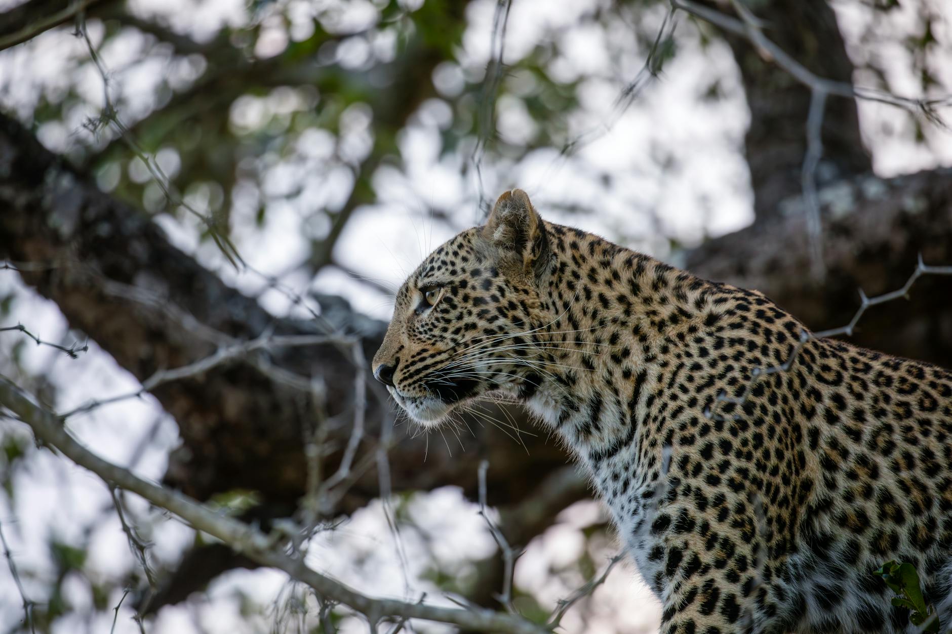 Leopard at rest on an acacia tree, Maasai Mara