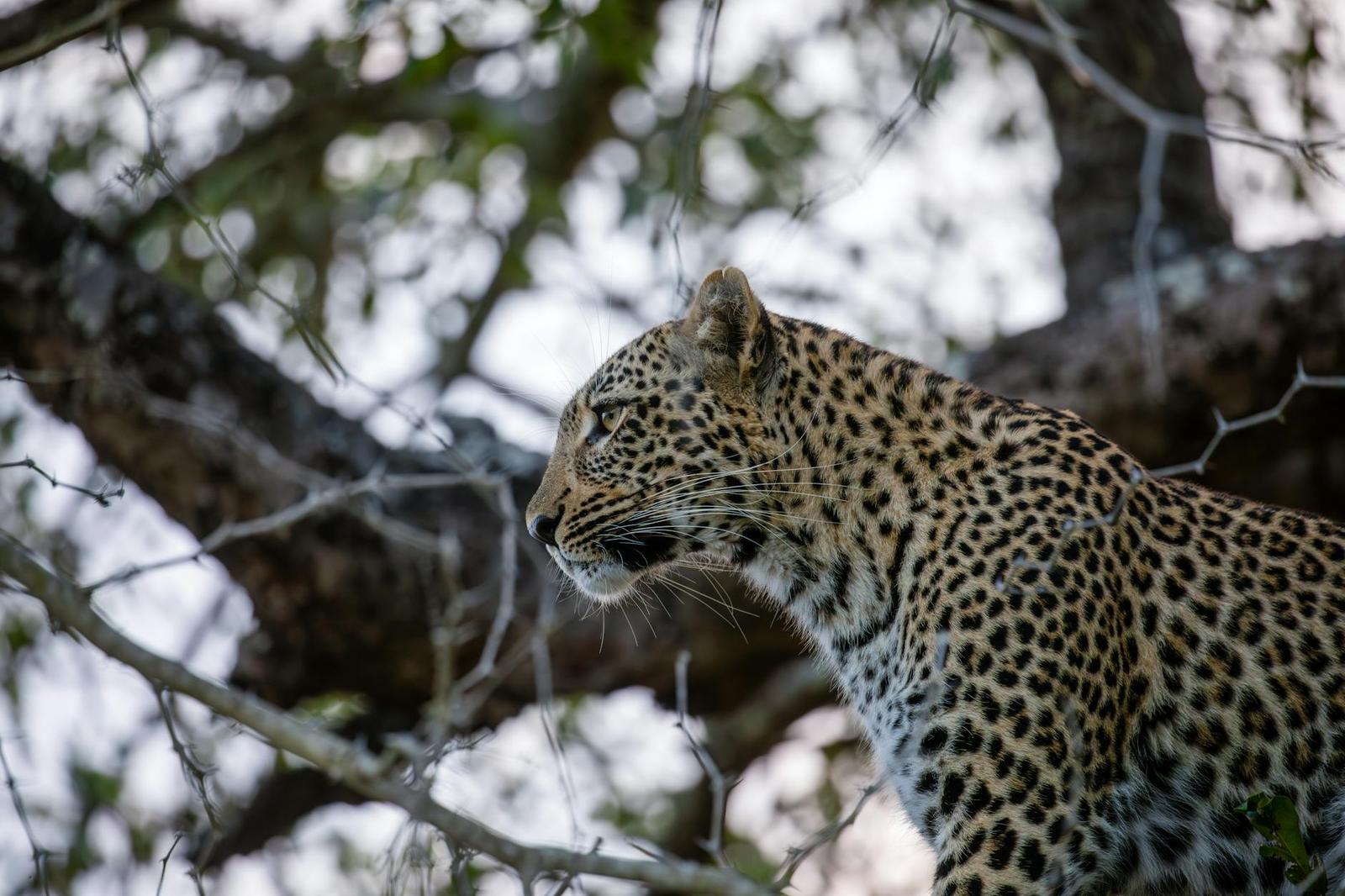 Leopard at rest on an acacia tree, Maasai Mara