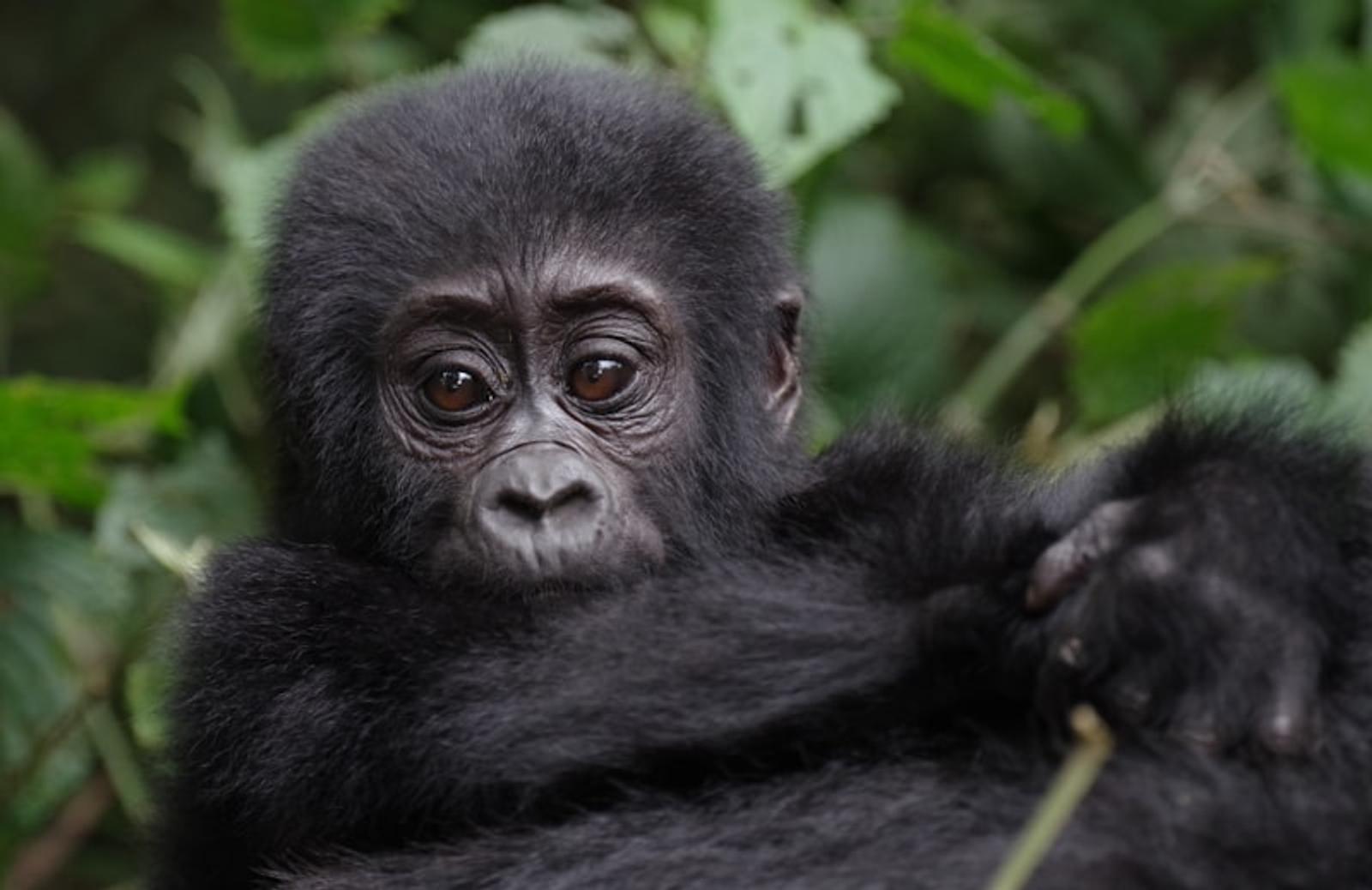 Bwindi forest Uganda