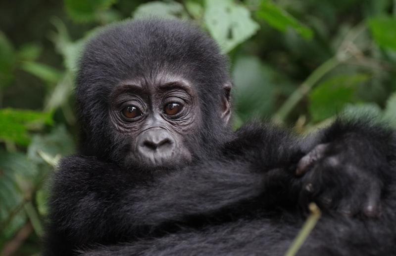 Bwindi forest Uganda