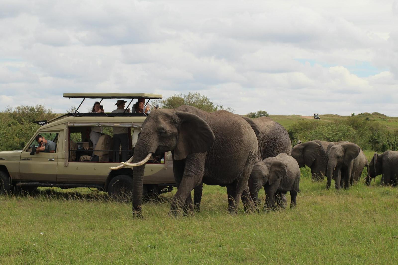 Elephant herd with calves passing close to an open safari jeep