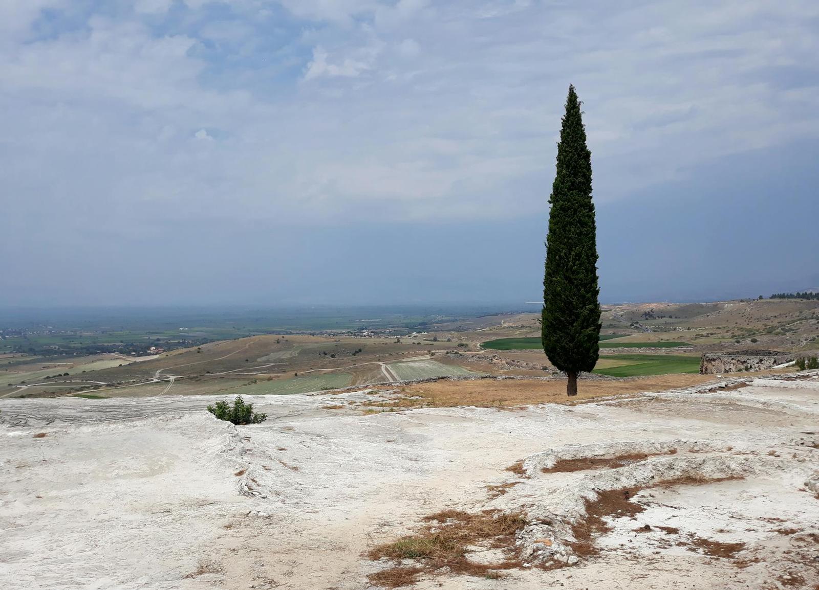 Lone cypress tree on a chalky ridge above farmland