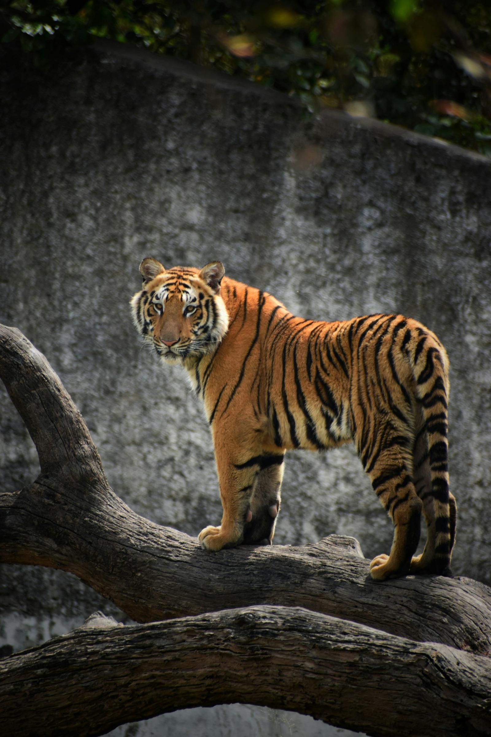Tiger in the sal forest of Jim Corbett National Park