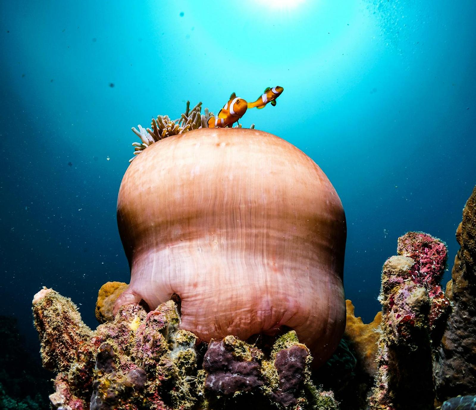 Reef stops — Bali, Indonesia