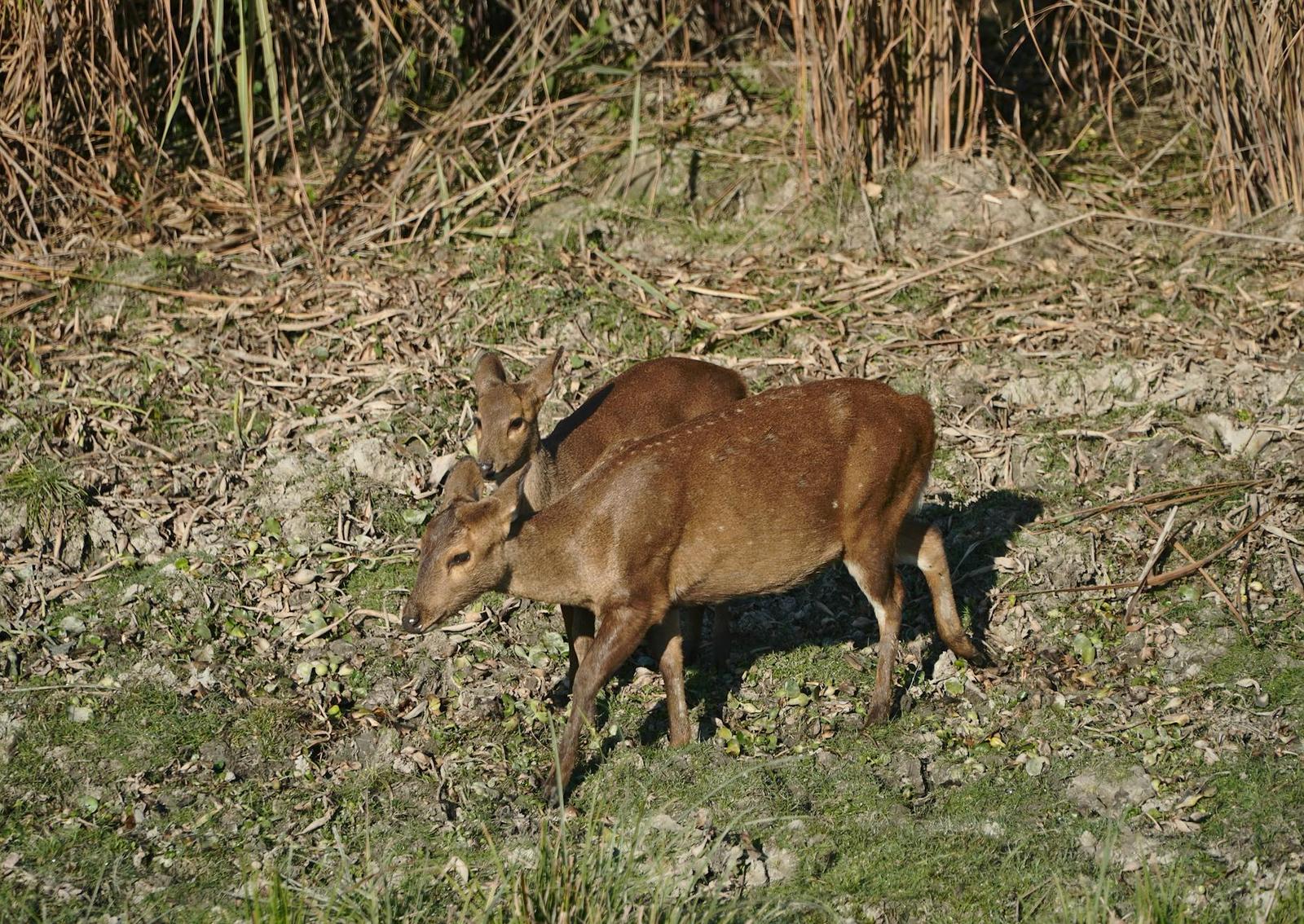 Bon Villa (sup.dlx), Kaziranga